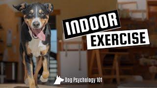 How to Exercise Your Dog Indoors - Mentally & Physically (Dog Exercising Tips & Tricks)