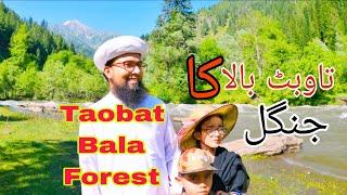 Taobat Bala Jungle | Taobat Bala Village To Jungle | Neelum Valley Azad Kashmir Pakistan