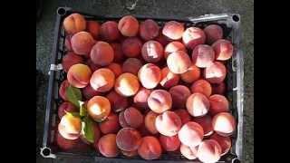 Урожай многих сортов персика,нектарина собраный 29.07.2015г.