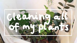 CLEANING ALL OF MY PLANTS! | End of Year Plant Routine