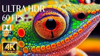 Beauty of 4K HDR 60FPS Dolby Vision with Calming Music (Colorful Dynamic)