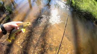 brown trout fishing with worms