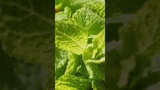 Transform Your Life with Aromatherapy