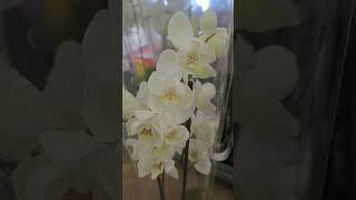 Рига.  Мечта.Урал.  Цветочная база.Riga. Dream. Ural. Flower base.