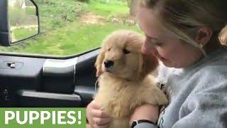 Golden Retriever's first ever car ride