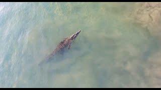 Crocodile Swims Through A Surf Break In Costa Rica!