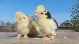 Песенка про цыплят из "Ну, погоди!". Поет: Сугра Багирзаде «Джуджалярим». Реальные кадры про цыплят.