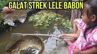 Mancing lele STREK BABON super jumbo