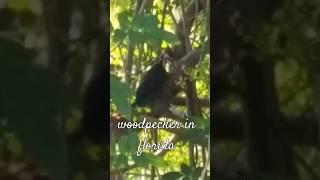 Florida Birds woodpecker  #florida #pleasesubscribe #nature #woodpecker #birds