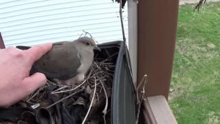 Dove makes nest on my deck