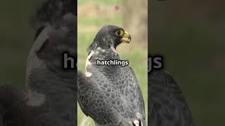 Mind Blowing Facts About Peregrine Falcon!  #falcon #birds #animals #facts #shorts #animallover