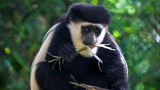 GoPro Catches Dallas Zoo's Colobus Monkeys "Monkeying Around"