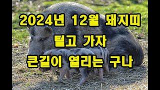 2024년 12월 돼지띠 운세 털건 털어라 큰길이요 큰대로로 간다