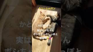 クリームvsガン？ #shorts #保護猫 #子猫 #エウレカねこ部 #里親募集