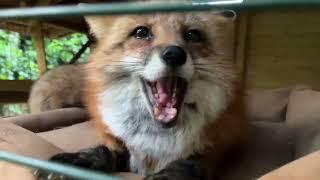 Алиса - лиса. Скрипучее настроение #животные #лиса #fox #лисяо #лес #лето
