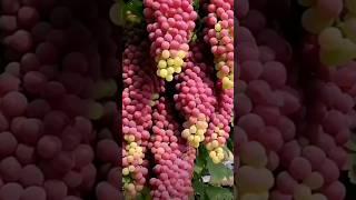 Varieties of grapes || #grape || #shortsvideo