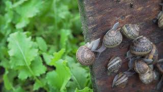 Polish Snail Holding : Biznes z Franczyzą odc.1, hodujslimaki.pl