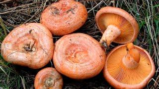 Hunting and Cooking Saffron Milk Cap (Lactarius Deliciosus)