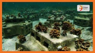 Conserving coral reefs