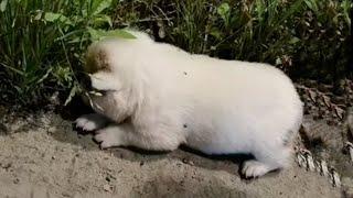 Struggling to fight coughs, the exhausted puppy lay motionless on the grass at the park