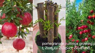 how to pomegranate daanimma plant cuttings grow aloe vera coco peat soil easy mothod daanimma telugu