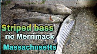 Pesca de STRIPED BASS  en río Merrimack temporada  STRIPED BASS massachusetts