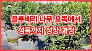 블루베리 나무 묘목에서 성목까지 성장과정