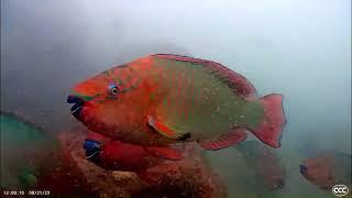 CCC Rainbow Parrotfish Flash Mob