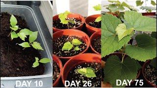 How to grow grapes from seeds - Part 1 (seeds to 75 days old)