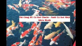 Giới Thiệu Đại Koi Nhật và Nguyên Tắc Bán Cá Koi Nhật