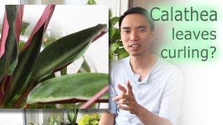 How to fix Calathea leaf curling (and general care)