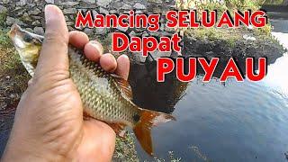 Mancing Seluang Dapat Ikan Puyau