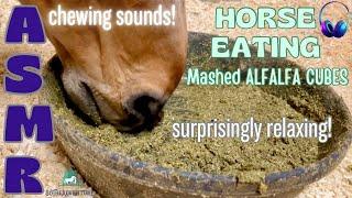 Horse Eating ASMR SOFT SOUPY Mashed Alfalfa Cubes Relaxing Chewing Sounds Of Feeding A Horse