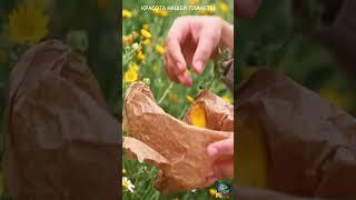 Красота нашей планеты!!!Сокровища природы!