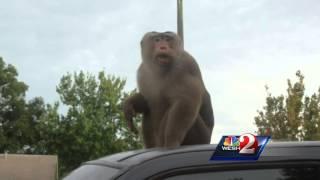 Monkey runs loose in Sanford neighborhood