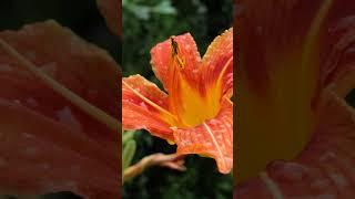 Летнее настроение) #love #song #cover #singer #garden