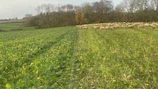 Lambs grazing the living mulch of clover, over sown with stubble turnips and forage rape.