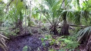 Blackwater Spring at Seminole State Forest