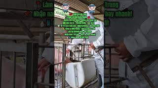 CHĂN HEO ĐÀI LOAN - LƯƠNG 40 TRIỆU/THÁNG| Visalink.vn - Dịch Vụ Xkld, Du Học, Di Trú Uy Tín