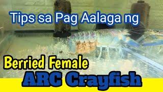 Tips sa Pag aalaga sa Berried Female ARC Crayfish