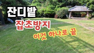 잔디밭 잡초방지는 3월 내에 해햐 합니다. 동계 잔디밭 제초제