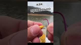 Как правильно насаживать кукурузу #лайк #подписка #fishing #рыбалка #приманка