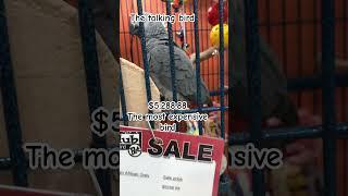 Will you buy Mr Expensive Congo African Grey Parrot #natureplay #bird #parrot #fun