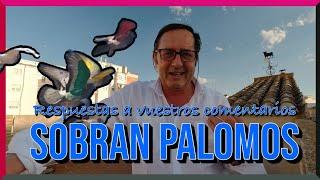 SOBRAN PALOMOS ️ Y...  | Respuestas a vuestros comentarios ‍️