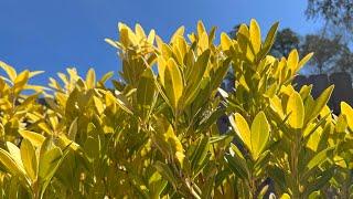 Illicium Parviflorum Florida Sunshine! My favorite low-maintenance shrub to brighten a garden!