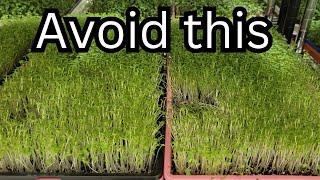 Avoid These 10 Mistakes Microgreen Growers Make