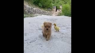 Puppy Gets Chased Everywhere By Baby Ducklings