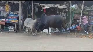 bull fight on road