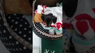 닥스훈트#애기#3개월차Dachshund puppy 3months