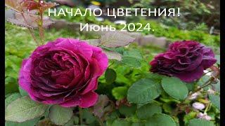 Начало цветения! Июнь 2024